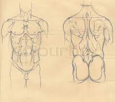 Male torso men #torso & männliche torsomänner & hommes torse hommes & torso masculino hombres & male torso reference, male torso photography, male torso drawing, male torso muscle. Hand Drawn Illustration Of The Torso Stock Image Colourbox