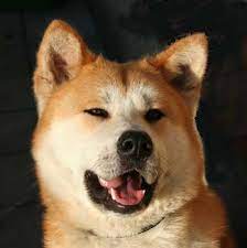 japanese akita dog