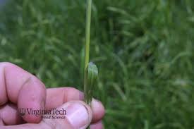 Image result for Bromus catharticus