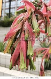 Image result for Beschorneria sp. (Biegel 5357)