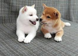 Dogs and puppies cats and kittens horses rabbits birds snakes. Pin On Champion Level Bright Red Shiba Inu Puppy