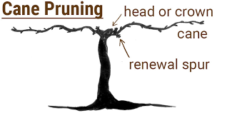 Image result for grape pruning