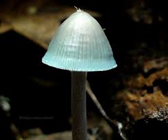 Image result for Indigofera subulifera