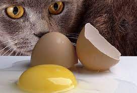 Foods Your Cat Should Never Eat Healthy Cat Food Sick Cat Cat Allergies