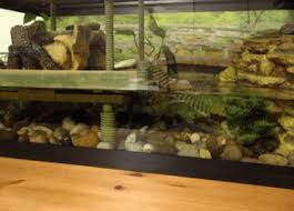 We did not find results for: The Most Amazing Turtle Basking Platform Ideas Turtleholic
