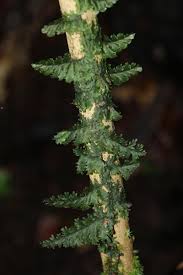 Image result for Hymenophyllum splendidum