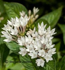 Image result for Pentas micrantha