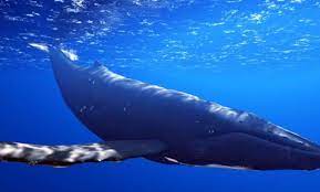 سر اصوات الحيتان ي قال أنها لـ الحوت الأزرق في مرسى مطروح ورد وزارة البيئة whale animals