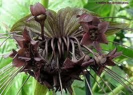 The Creepy Beautiful Bat Flower Http Davesgarden Com Guides Pf Showimage 127525 B Bat Flower Pretty Flowers Flowers