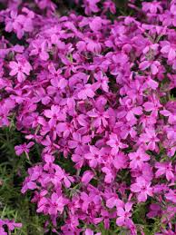 Lernen sie die übersetzung für 'teppich\x20phlox' in leos englisch ⇔ deutsch wörterbuch. Stauden Stade Versand Shop Phlox Subulata Red Wings Polster Phlox Teppich Phlox Hier Bestellen