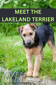 Image result for lakeland teriér