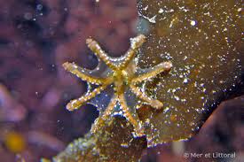 Image result for Carvalhoa campanulata