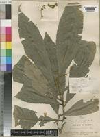 Image result for Argomuellera