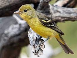The wings and tail on the scarlet tanager, however, are solidly black without any red. Similar Species To Summer Tanager All About Birds Cornell Lab Of Ornithology