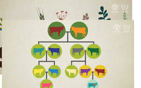 Animal breeding involves the selective breeding of domestic or livestock animals with the intention to improve desirable (and heritable) qualities in the next generation. Using Nuclear Science To Improve Animal Breeding Iaea
