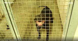 Ce son devra être suivi d'une consonne « claquante » que le chien perçoit bien, tels un r, un k, un t. Femme Tuee Par Des Chiens Dans L Aisne Curtis A Quitte Le Refuge De Beauvais