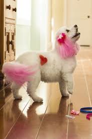 Avoid using human hair dye. Petsmart Introduces Creative Grooming Options To Express Your Dog S Personality Business Wire