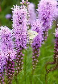 Blazing Spicata Liatris 25 Bulbs Bloomingbulb In 2020 Bulb Flowers Liatris Summer Garden