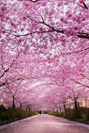 Cerisiers Du Japon Les Plus Belles Photos Ou Le Rose Est Roi Photos Paysage Belle Photo Cerisier Japonais