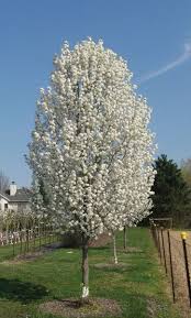 This pear tree does not produce any fruit. Cleveland Select Fruitless Flowering Pear Tree Advanced Tree Technology Flowering Pear Tree Trees To Plant Ornamental Trees