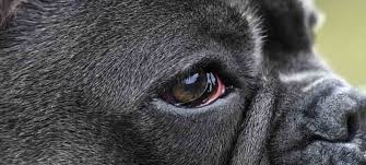 The different types of conjunctivitis include: Why Is My Dogs Eye Red Common Causes And Treatments Relievet