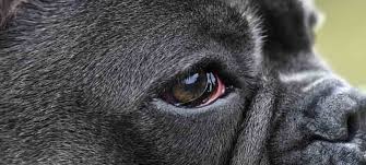 Elephants 'retired' from safari park are cared for here as well as animals from other zoos and facilities that. Why Is My Dogs Eye Red Common Causes And Treatments Relievet