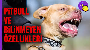 En Tehlikeli Kopek Irki Mi Pitbullar Hayvanlar Alemi Ilginc Bilgiler Aklinda Olsun Youtube
