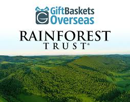 abroad can help with saving rain forests