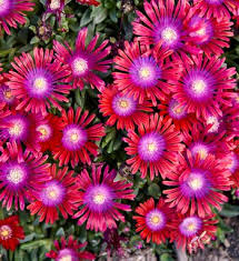 Image result for Delosperma spp.