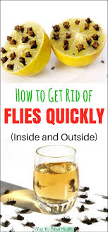 Flies Can Be Quite Disturbing As They Are Constantly Around Us And We Wave The Hands To Make Them Go Away But They J Get Rid Of Flies Keep Flies Away