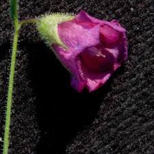 Image result for Hermannia kirkii