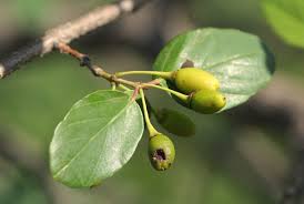 Image result for Berchemia zeyheri