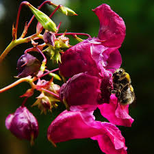Impatiens balsamina is also known as balsam. Impatiens Seeds Tom Thumb Mix Sow True Seed