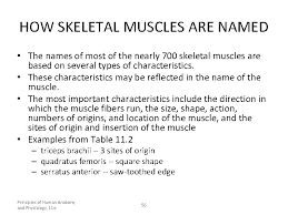 This is a table of skeletal muscles of the human anatomy. Musculoskeletal Muscles Chapter 4 Sehs Muscle Tissue Lecture