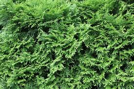 Beim kauf von thuja pflanzen lohnt ein blick auf die wurzeln der gewächse. Thuja Smaragd Pflanzen Pflanzabstand Und Pflanzzeit