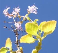 Image result for Aeollanthus neglectus