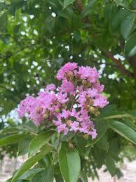 Image result for Lagerstroemia