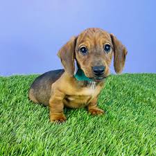 Maybe you would like to learn more about one of these? Dachshund Puppies For Sale San Antonio