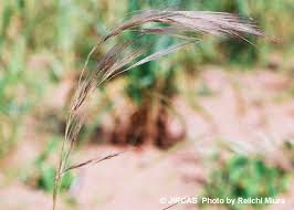 Image result for Aristida recta