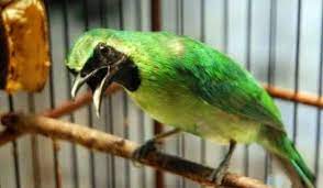 Cara Merawat Burung Cucak Ijo Dengan Buah Pisang Dan Apel Burung