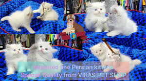 Whether you adopt online or at a petsmart store near you, you're helping change the. Imported Line Persian Kittens Special Quality From Vikas Pet Shop Youtube