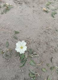 Image result for Falkia oblonga