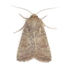 Image result for Chilodes maritima