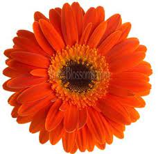 Wholesale Gerbera Daisy Orange Flowers Online Gerbera Daisy Gerbera Orange Wedding Flowers