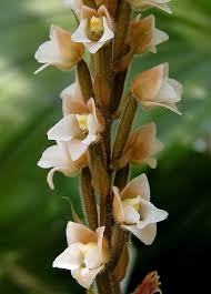 Image result for Hetaeria heterosepala