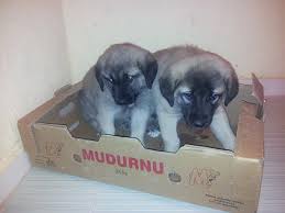 Kangal Yavrulari Satilik Kangal Yavrusu Fiyatlari Ilanlari Ucretsiz Sahiplendirme 05468858919
