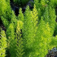 Image result for Asparagus natalensis
