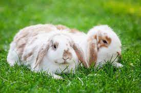 Pet insurance products for your bunny can help if your rabbit needs emergency care and pay a large portion of the veterinary bill. Why Rabbits Need Friends Friends With Tales