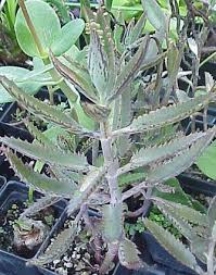 Kalanchoe Madre De Mil Kalanchoe X Houghtonii Plantas Jardin Plantas Medicinales Hierbas Cultivo De Plantas