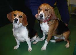 Image result for Harrier dog